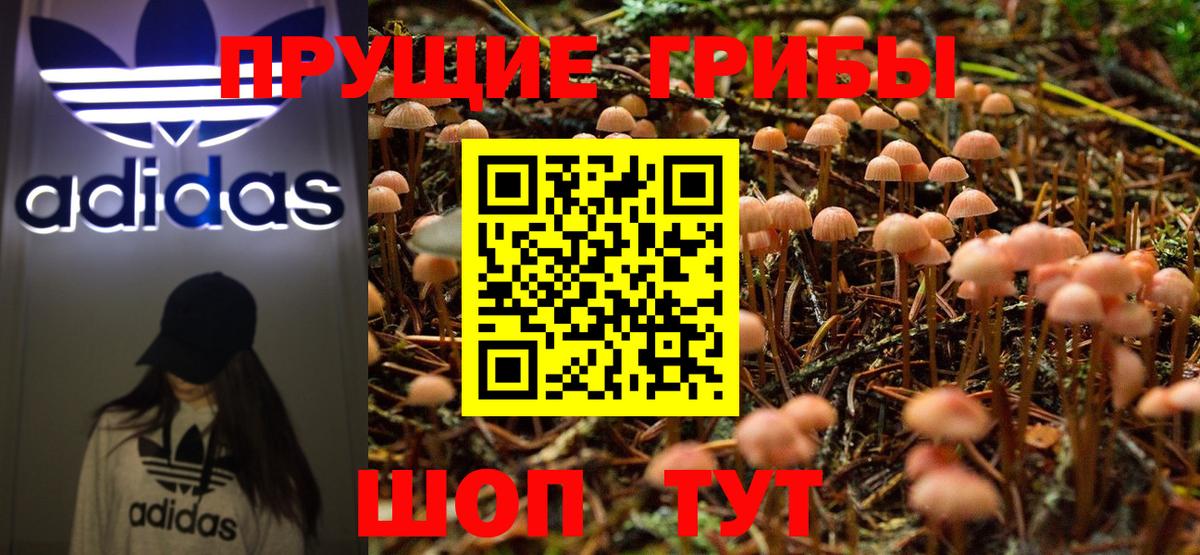 Псилоцибиновые грибы Cubensis  Вход с VPN  Россия  Галлюциногенные грибы Psilocybine cubensis 
